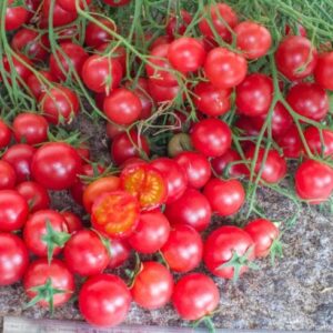 Racimos masivos con decenas de frutos rosados del Tomate Rose Quartz Multiflora cultivados de semillas orgánicas en Chile