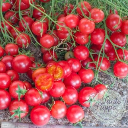 Racimos masivos con decenas de frutos rosados del Tomate Rose Quartz Multiflora cultivados de semillas orgánicas en Chile