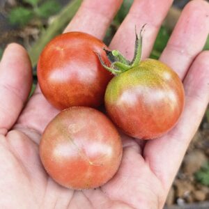 Frutos maduros color canela y terracota del Tomate Spicy Cinnamon cultivados de semillas orgánicas en Chile