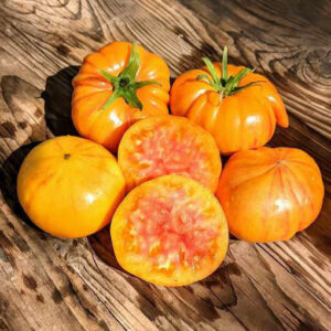 Frutos grandes de color amarillo brillante con vetas naranja de Tomate Sunrise Jazz cultivados de semillas orgánicas en Chile