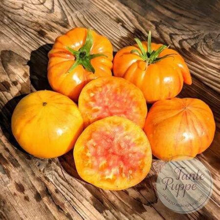 Frutos grandes de color amarillo brillante con vetas naranja de Tomate Sunrise Jazz cultivados de semillas orgánicas en Chile