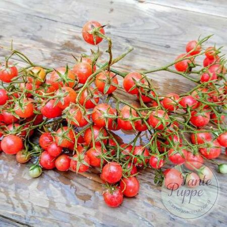 Racimos gigantes cargados de pequeños frutos rojos del Tomate Super Multiflora Licious cultivados de semillas orgánicas en Chile