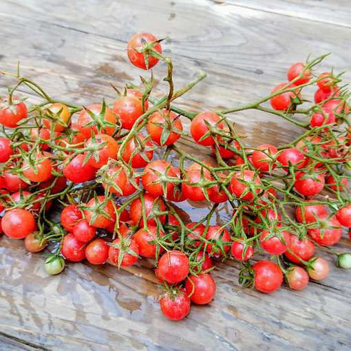 Racimos gigantes cargados de pequeños frutos rojos del Tomate Super Multiflora Licious cultivados de semillas orgánicas en Chile