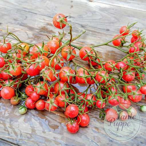 SUPER MULTIFLORA LICIOUS Racimos gigantes cargados de pequeños frutos rojos del Tomate Super Multiflora Licious cultivados de semillas orgánicas en Chile