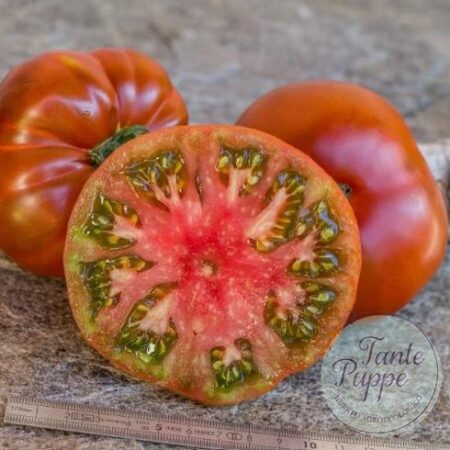 Frutos grandes de color chocolate oscuro de la planta de tomate Tasmanian Chocolate Dwarf cultivados de semillas orgánicas en Chile