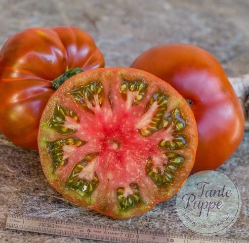 TASMANIAN CHOCO Frutos grandes de color chocolate oscuro de la planta de tomate Tasmanian Chocolate Dwarf cultivados de semillas orgánicas en Chile
