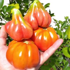 Frutos rosados con forma de tulipán del Tomate Tulip Pink cultivados de semillas orgánicas en Chile