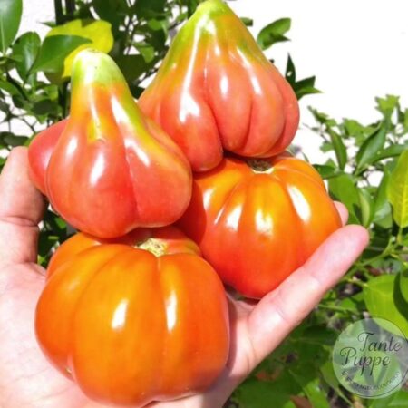 Frutos rosados con forma de tulipán del Tomate Tulip Pink cultivados de semillas orgánicas en Chile