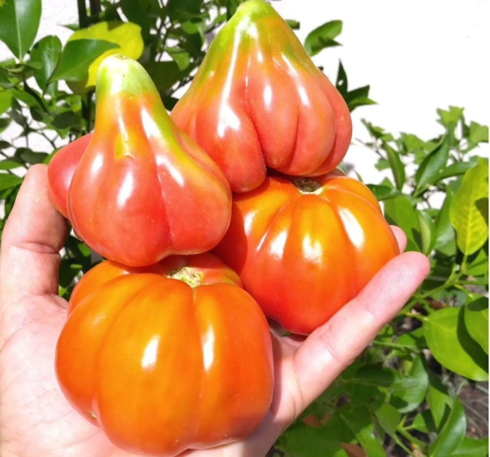 Frutos rosados con forma de tulipán del Tomate Tulip Pink cultivados de semillas orgánicas en Chile
