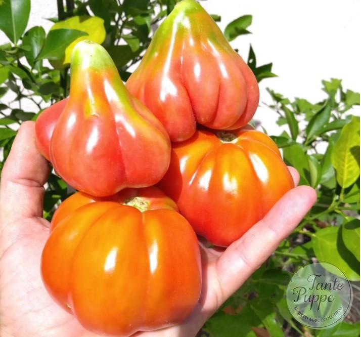 TULIP PINK Frutos rosados con forma de tulipán del Tomate Tulip Pink cultivados de semillas orgánicas en Chile