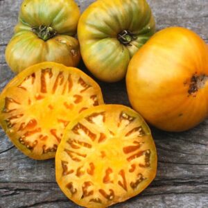 Frutos maduros color ocre terroso del Tomate Uluru Ochre cultivados de semillas orgánicas en Chile