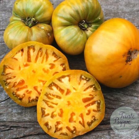 Frutos maduros color ocre terroso del Tomate Uluru Ochre cultivados de semillas orgánicas en Chile
