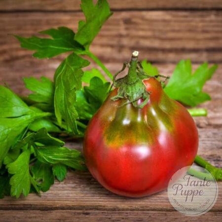 Frutos maduros con forma de pera y color púrpura profundo del Tomate Wine Jug cultivados de semillas orgánicas en Chile