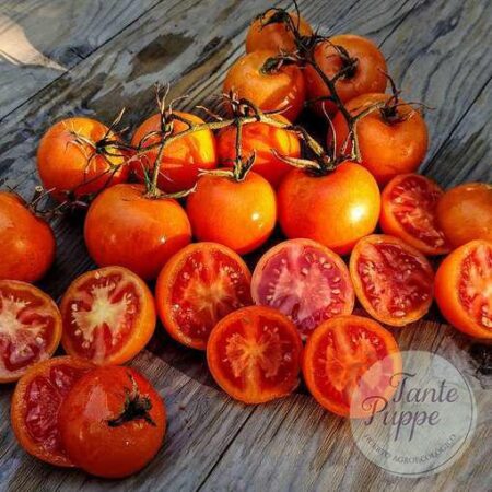 Corte transversal del Tomate Zlatava mostrando su piel naranja y pulpa roja interna cultivado de semillas orgánicas en Chile