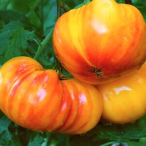 Frutos gigantes bicolores de Tomate Big Rainbow cultivados con semillas orgánicas en Chile