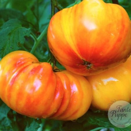Frutos gigantes bicolores de Tomate Big Rainbow cultivados con semillas orgánicas en Chile