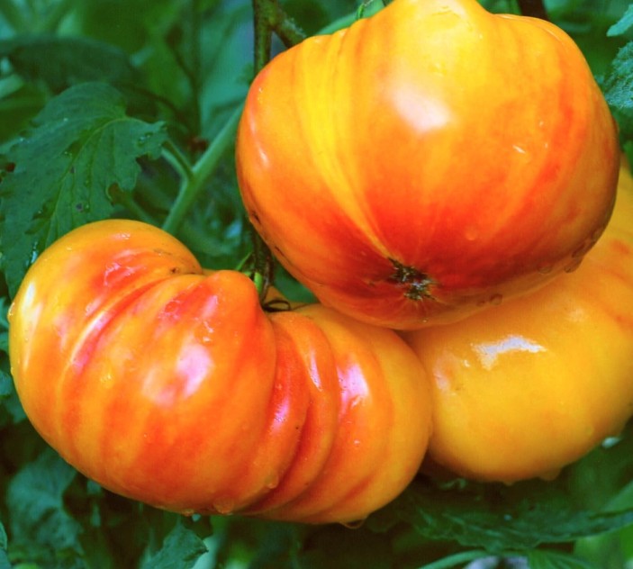 tomate-big-rainbow Frutos gigantes bicolores de Tomate Big Rainbow cultivados con semillas orgánicas en Chile