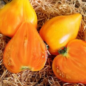 Frutos gigantes y carnosos de Tomate Corazón de Buey Naranjo cultivados con semillas orgánicas en Chile