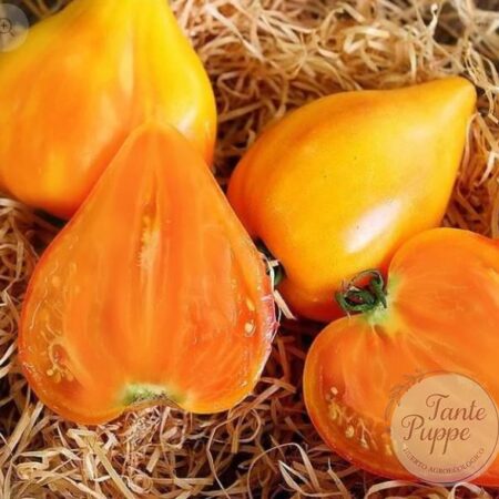 Frutos gigantes y carnosos de Tomate Corazón de Buey Naranjo cultivados con semillas orgánicas en Chile