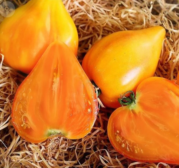 corazon de buey naranjo Frutos gigantes y carnosos de Tomate Corazón de Buey Naranjo cultivados con semillas orgánicas en Chile