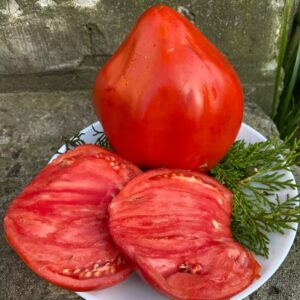 Frutos grandes en forma de corazón de Tomate Cuore Veneto cultivados con semillas orgánicas
