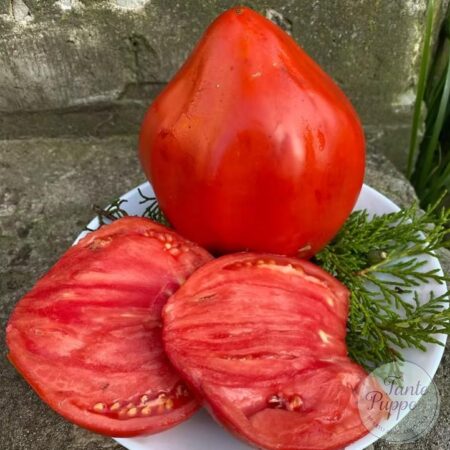 Frutos grandes en forma de corazón de Tomate Cuore Veneto cultivados con semillas orgánicas