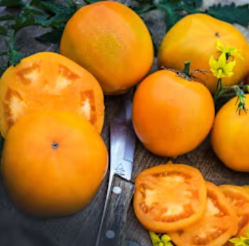 Frutos maduros de color naranja brillante de Tomate Dad's Sunset en huerto orgánico