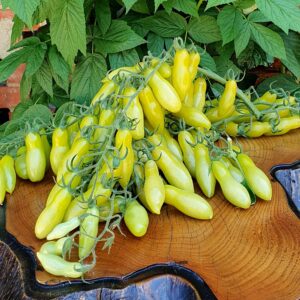 Racimos de Tomate Dancing Green Fingers de color verde brillante en huerto orgánico