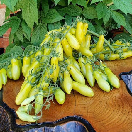 Racimos de Tomate Dancing Green Fingers de color verde brillante en huerto orgánico
