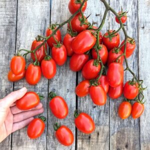 Racimos de Tomate Daterinni Rosso extra dulces cultivados con semillas orgánicas de Chile