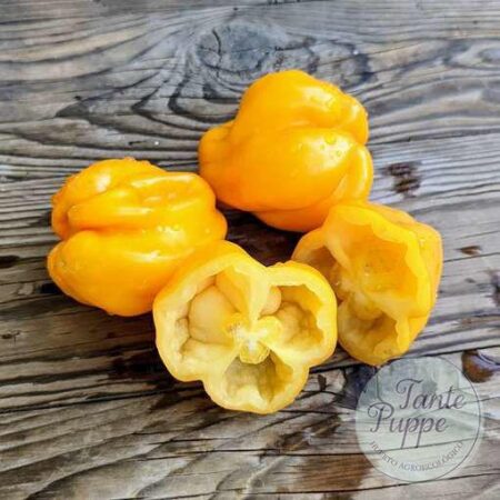 Frutos amarillos intensamente plisados de Tomate Drapee en huerto de semillas orgánicas