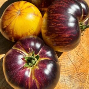 Frutos maduros de Tomate Eclipse Solar con tonos oscuros y dorados en huerto orgánic