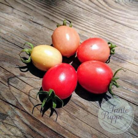 Racimos de Tomate Ei von Phuket de color rosado brillante en huerto de semillas orgánicas