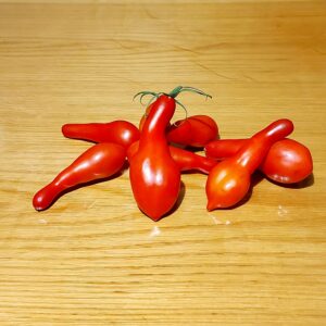 Frutos alargados y rojos de Tomate Long John cultivados de semillas orgánicas en Chile