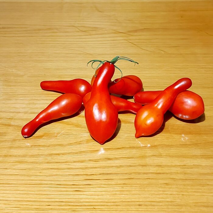 Frutos alargados y rojos de Tomate Long John cultivados de semillas orgánicas en Chile