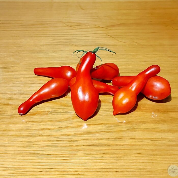 Tomate Long John Frutos alargados y rojos de Tomate Long John cultivados de semillas orgánicas en Chile