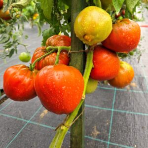 Frutos grandes acorazonados de color púrpura oscuro de Tomate Moor’s Heart cultivados de semillas orgánicas en Chile
