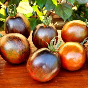 Frutos maduros con rayas verdes y cobrizas de Tomate Musk Zebra cultivados de semillas orgánicas en Chile