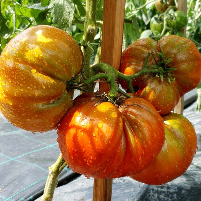 Frutos grandes de color rojo rubí oscuro del Tomate Ruby Surprise cultivados de semillas orgánicas en Chile