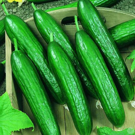 Pepino Beit Alpha