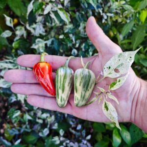 Ají Mattapeño o Jalapeño variegado