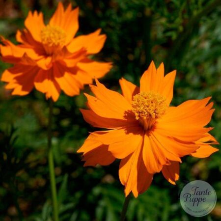 Cosmos naranjo.