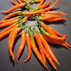 Ají Lotteringa the fox