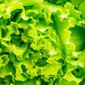 Lechuga Lollo bionda