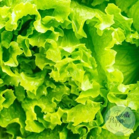 Lechuga Lollo bionda