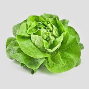 Lechuga Reina de mayo