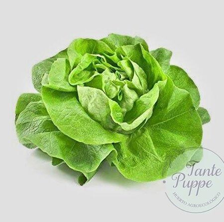 Lechuga Reina de mayo