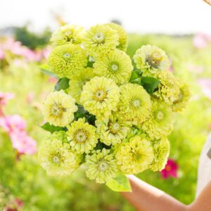 Zinnia Envy green