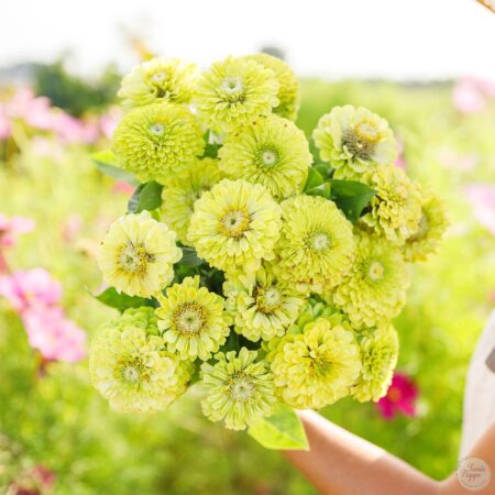Zinnia Envy green.
