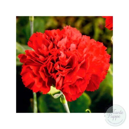 Clavel doble rojo (gigante)